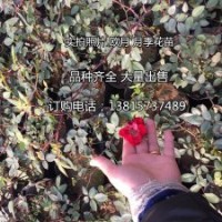 大量出售品種月季 藤本月季 歐洲月季花苗大花月季花苗價(jià)格低價(jià)