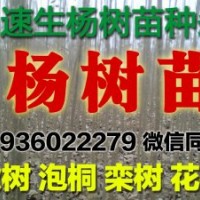 楊樹苗，速生楊4公分以下清地處理低價(jià)供應(yīng)，花椒苗，冬青苗，泡