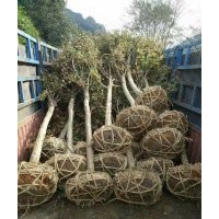 大量供應(yīng)嫁接紅楓、高桿嫁接紅楓、8-20cm嫁接紅楓