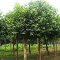 河北哪里有速生法桐——保定那里速生法桐多