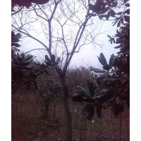 供大規(guī)格；國槐，烏桕，黃連木，樸樹，三角楓，大桂花，皂角