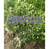 40公分大葉黃楊價(jià)格，50公分大葉黃楊價(jià)格