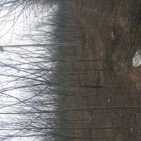 五角楓，欒樹，杜仲