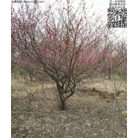 供應(yīng)地徑5-7公分紅梅，數(shù)量7000棵左右