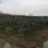 長期供應紫薇、單桿石楠、垂柳、無患子、欒樹、烏桕、小桂花