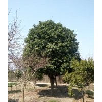 供應(yīng)桂花、八月桂花，四季桂花