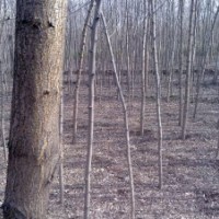 博野市豐林苗圃場大量出售刺槐