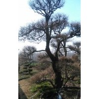 供應(yīng)無骨造型樹胸徑30公分