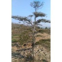 供應(yīng)小葉女貞造型樹