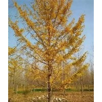 江蘇銀杏樹、興隆銀杏、江蘇銀杏樹價(jià)格網(wǎng)