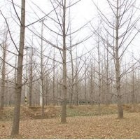 銀杏基地|興隆銀杏|四川銀杏基地