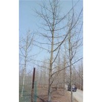 銀杏樹價格|愛國銀杏|13公分銀杏樹價格