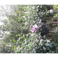 大量出售木槿3-4公分，電話15966192988質(zhì)量一級(jí)