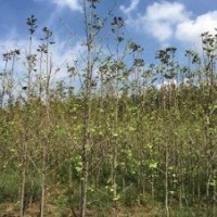 28公分銀杏價(jià)格,銀杏價(jià)格,興隆銀杏(查看)