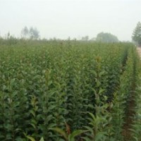 大葉女貞、瀅涵苗木中心、供應(yīng)大葉女貞