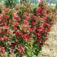 遼寧紅王子錦帶；紅王子小苗 ；紅王子錦帶球