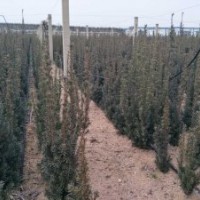 紅豆杉50-60-70-90公分-1-1.2-1.5米高量大