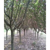 櫻花9-10-12-15公分