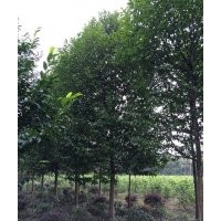 四川成都樂昌含笑