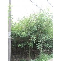 四川成都高桿高分支象牙紅5-20公分