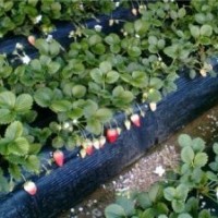 哪里草莓苗價(jià)格便宜？