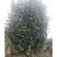 江西省茶花色塊地載容器苗價(jià)格，南昌茶花球規(guī)模；茶花柱哪里有賣