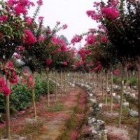 貴州紫薇價(jià)格 紫薇種植基地