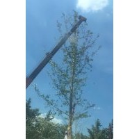 山東精品銀杏苗圃 14-35公分銀杏樹價格