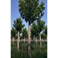 法桐12--14,15---18,20----25