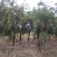 大量供應鹽松大小規(guī)格歡迎新老朋友來實地考察