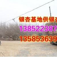 江蘇30公分銀杏、興隆銀杏、江蘇30公分銀杏樹價格