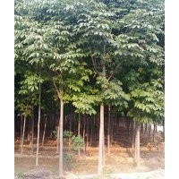 綠化苗木低價供應