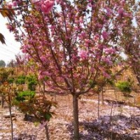 泰安櫻花價(jià)格 日本晚櫻基地 8公分櫻花價(jià)格