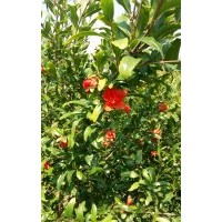 供應(yīng)石榴樹_花石榴_果石榴樹_石榴