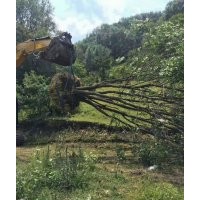 河南東潤(rùn)農(nóng)林叢生元寶楓銷售