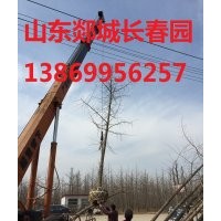 低價(jià)出售15公分銀杏樹(shù)