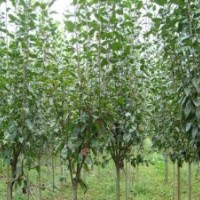 供有大規(guī)格海棠7公分到8公分到9公分2500支