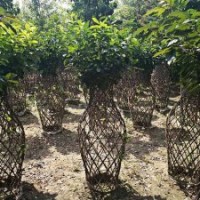 海棠花瓶，海棠花籃，海棠盆景，大果海棠