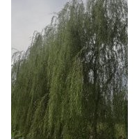 大量供應(yīng)青垂，金絲垂柳米徑10到15公分