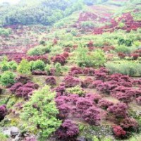 紅楓基地直銷大小苗都有