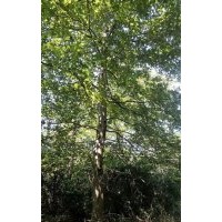 供應楓香15公分