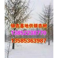 興隆銀杏_銀杏樹