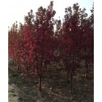 西府海棠,北美海棠