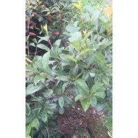 紅葉石楠、高桿紅葉石楠，紅葉石楠球