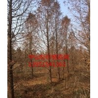 供應(yīng)18公分中山杉