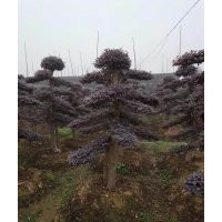 出售造型紅繼木樁，造型女貞，造型榆樹，造型羅漢松，造型杜英等