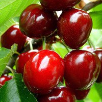 山東泰安櫻桃原生苗 嫁接苗 當(dāng)年小苗批發(fā)價(jià)格