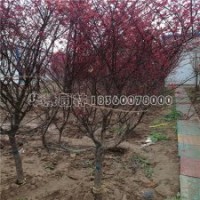 推薦幾家供應(yīng)紅楓、品種多的基地？