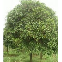 供應(yīng)叢生桂花全冠金桂報(bào)價(jià)7公分桂花報(bào)價(jià)