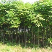 現(xiàn)在12公分重陽木銷售基地20公分重陽木報(bào)價(jià)